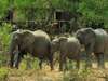 Tintswalo Safari Lodge - elephants