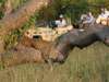 Tintswalo Safari Lodge - game drive with leopard