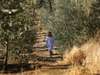 Olive Grove - olive plantation walk