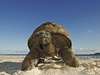 Cousine Island Hideaway - turtle