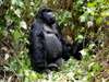 Sabyinyo Silverback Lodge - gorilla trekking
