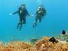 Londo Lodge - diving