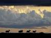 Chelinda Lodge - antelope against skyline