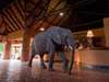 Mfuwe Lodge - reception + elephant