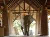 Mfuwe Lodge - elephant at entrance