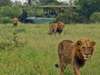 Lukimbi Safari Lodge - lion