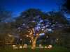 Marataba - outdoor dining