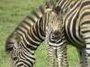 Rattray's on Mala Mala - baby zebra