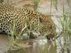 Rattray's on Mala Mala - drinking leopard