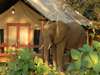 Lugenda Wilderness Camp - elephant next to camp