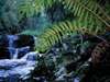 Trogon House - river