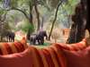 Chongwe River Camp - elephants