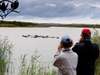 Makakatana Bay Lodge - hippo watching