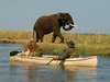 Chiawa Camp - Wildlife 2