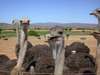 Mooiplaas Guest House - ostriches
