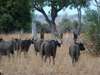 Mwaleshi Bush Camp - buffalo