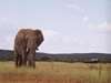 Makanyane Safari Lodge - elephant