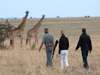 Mara Plains - guests with giraffes