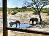 Savute Safari Lodge - deck with view of elephants
