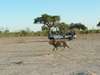 Savute Safari Lodge - game drive with lion