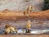 Savute Safari Lodge - lion pride at waterhole