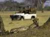 Little Makalolo - Game Drive