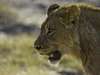 Little Makalolo - Lioness