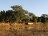 Ruckomechi Camp - Camp