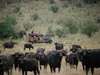 Cottars 1920's Safari Camp - Game Drive