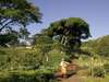 Gibbs Farm General - nature 