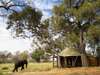 Xaranna Tented Camp - Wild Visitor 