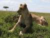 Kilima Camp-Wildlife2