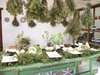 Babylonstoren - Herbs 