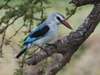 Oliver's Camp - Birdlife 