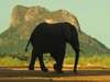 Honeyguide Mantobeni Tented Safari Camp - Wildlife 