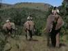 Elephant Safari Lodge - Elephant Back Safari