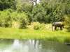 Nkwali - Wildlife 