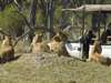 Camp Moremi - lion sighting