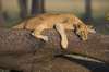 Best of Kenya & Tanzania Safari