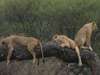 Affordable Kenya & Tanzania Explorer