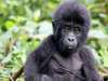 Exciting Gorilla Encounter