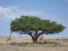 Scenic Serengeti, Selous & Spice Adventure