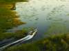Eagle Island Camp - boat excursions in the Delta