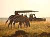 Romantic Kenya Wildlife Safari