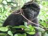 Fly-In Gorilla Safari