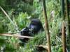 Glimpse of Gorillas Adventure