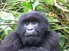 Gorilla, Game Parks & Zanzibar