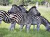 Vic Falls & Botswana Migration Safari