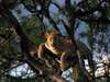 Luxury Kalahari Desert Expedition