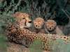 Dwyka Tented Lodge - Wildlife1